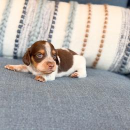 Hazel (longhaired) - Chocolate and tan female Dachshund puppy in Salters, South Carolina from Long-Pine Dachshund