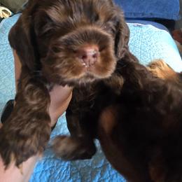 Black collar - Brown and tan male Cocker Spaniel puppy in South Milwaukee, Wisconsin from South East Wisconsin cocker spaniels