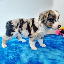 Miniature Australian Shepherd Puppies from Aussies Acre