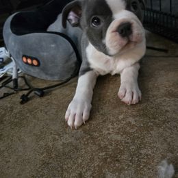 Boston Terrier Puppies from Aronow pups