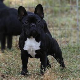 French Bulldogs and Labrador Retrievers from Hurley Labradors and French Bulldogs