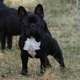 French Bulldogs and Labrador Retrievers from Hurley Labradors and French Bulldogs