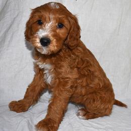 Scarlet - Red  female Goldendoodle puppy in Jasper, Indiana from Hilltop Pups LLC