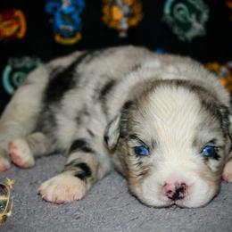 Luigi - Blue merle male Australian Shepherd puppy in El Dorado Springs, Missouri from HP Aussie Kennels