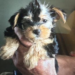 Yorkshire Terrier Puppies from MCM Acres