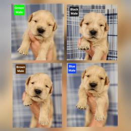 Laney Male - Golden male Golden Retriever puppy in Wauseon, Ohio from Golden Sunrise Retrievers