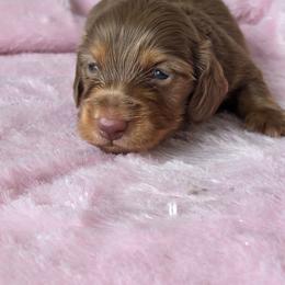 Chocolate tan - Chocolate and tan male Dachshund puppy in Ashford, Alabama from Circle City Dachshunds