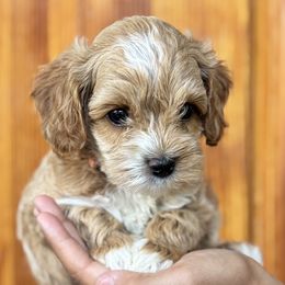 Boy 4 - male Cockapoo puppy in Waco, Texas from Cedar Ranch