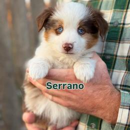 Serrano - Red merle male Miniature American Shepherd puppy in Riverton, Utah from Iron Spirit Homestead & Aussies