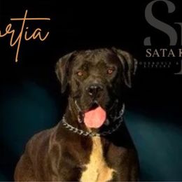 Portia - Boerboel