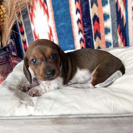Girl 2 - Piebald Dachshund puppy in Red Bluff, California from Wildflower Weenies