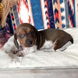 Girl 2 - Piebald Dachshund puppy in Red Bluff, California from Wildflower Weenies