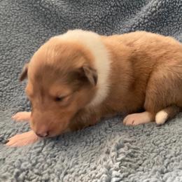 Kelly - Sable merle female Collie puppy in Yulee, Florida from Three Collie Farm