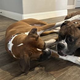 Boxers from Santa’s Boxers