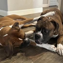 Boxers from Santa’s Boxers