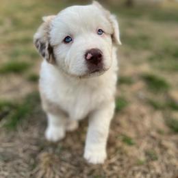 Dargo - Red merle male Australian Shepherd puppy in Hubbard, Texas from Poston Paddock Aussies LLC