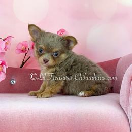 Chomper - Silver male Chihuahua puppy in Anderson, South Carolina from Lil Treasures Chihuahuas