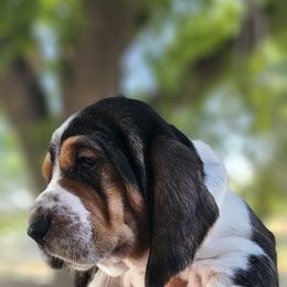 Marion - Black brown and white female Basset Hound puppy in Greenleaf, Idaho from Happy Acre Bassets