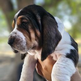 Marion - Black brown and white female Basset Hound puppy in Greenleaf, Idaho from Happy Acre Bassets