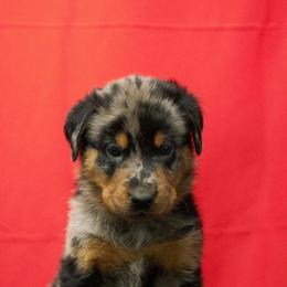 Blue - Harlequin male Beauceron puppy in Batavia, New York from Oakland Beaucerons