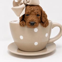 Yoko - Red  female Goldendoodle puppy in State Road, North Carolina from Must Love Doodles