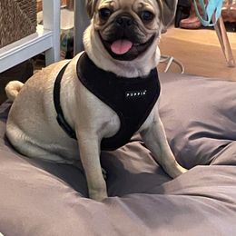Pembroke Welsh Corgi and Pug Puppies from Blecker Kennel