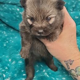 Boy 1 - Orange sable male Pomeranian puppy in Tulsa County, Oklahoma from CP Kennels