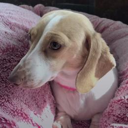 Gretta - Dachshund