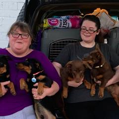 Grand Basset Griffon Vendéen and Lancashire Heeler All Grown Up from Mashury & Black Majesty Kennel