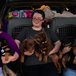 Grand Basset Griffon Vendéen and Lancashire Heeler All Grown Up from Mashury & Black Majesty Kennel