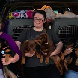 Grand Basset Griffon Vendéen and Lancashire Heeler All Grown Up from Mashury & Black Majesty Kennel