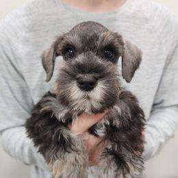 Scarlet Witch - Salt and pepper female Miniature Schnauzer puppy in Piedmont, Oklahoma from J&K's Miniature Schnauzers