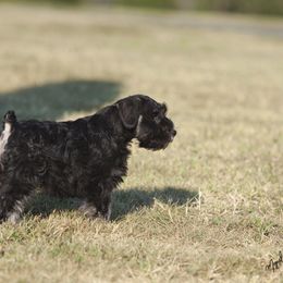 Miniature Schnauzer Puppies from Stadtler Miniature Schnauzers