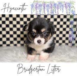 Hyacinth- Fluffy - Black and white female American Corgi puppy in Greenwood, Indiana from Witch Creek Corgis