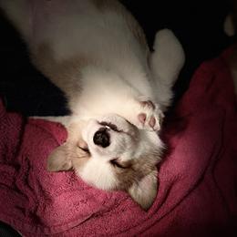 Pembroke Welsh Corgi Puppies from The King’s Corgis