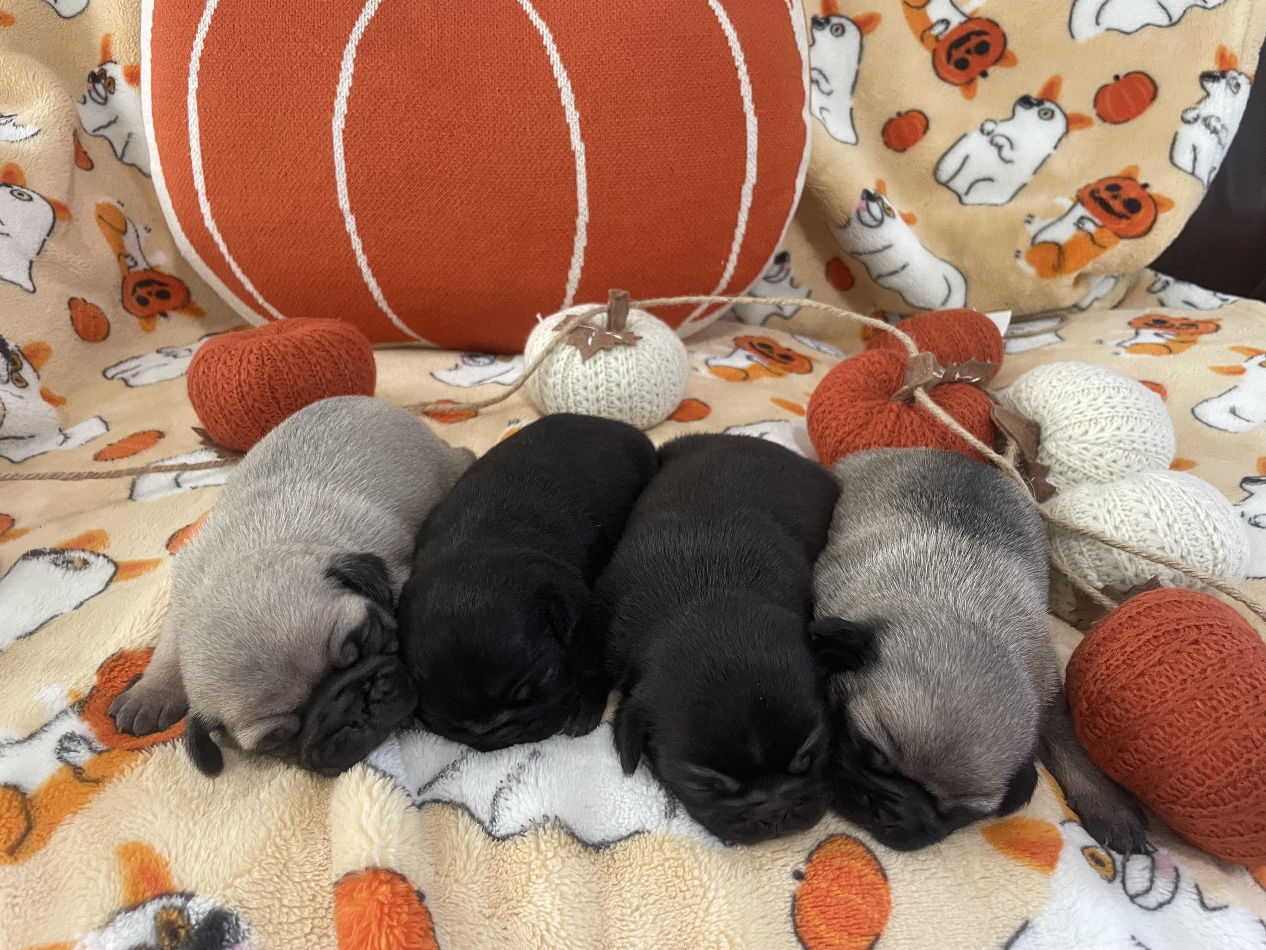 Pure Pugs in Virginia | Pug puppies | Good Dog