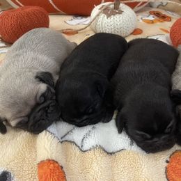 Pugs from Virginia Country Pugs
