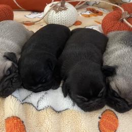 Pugs from Virginia Country Pugs
