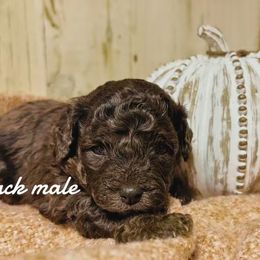 Black boy - Merle male Bernedoodle puppy in Mesa, Colorado from Bailey Doodles