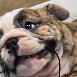 Talia - Red brindle and white female Bulldog puppy in Laurel, Montana from Bull Mountain Bulldogs