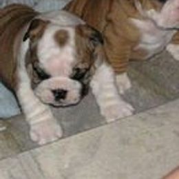 Bulldogs from Deserthawk Bulldogs