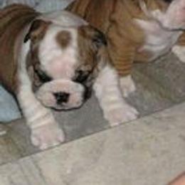 Bulldogs from Deserthawk Bulldogs