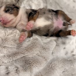 Miniature Australian Shepherd Puppies from Elsa’s lil Wiggle Butts