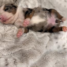 Miniature Australian Shepherd Puppies from Elsa’s lil Wiggle Butts