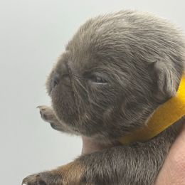 3 - Blue male French Bulldog puppy in Marion, Virginia from Frenchies Vom Reiches Tal
