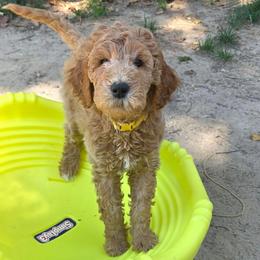 Montana - Red  female Goldendoodle puppy in Richmond, Virginia from Highland Grove Doodles, LLC