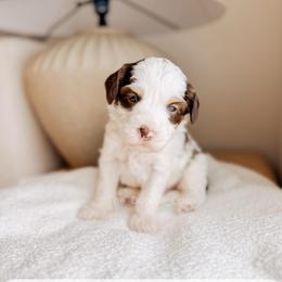 Ást - Love litter - Tri-color male Australian Labradoodle puppy in Syracuse, Indiana from The Doodle Cove