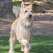 Berger Picard and Old English Sheepdog All Grown Up from Stargazer OES and Bergers Picards des Etoiles