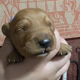 Simple Man - Dark golden male Golden Retriever puppy in Princeton, Minnesota from Bewitched Goldens