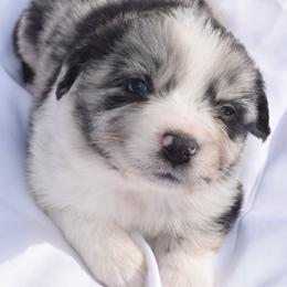 Boy 3 - Blue merle male Australian Shepherd puppy in Nebraska from Our Barn Aussies